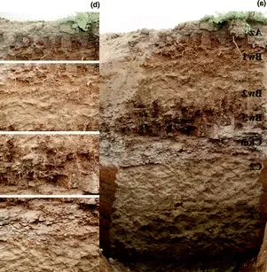 Soil Classification Image